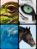 Wildlife: * All Inclusive  Bundle *  August 29 - September 2nd, 2012 (Dru Blair)